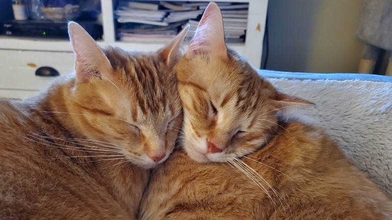 sibling cats sleeping together.