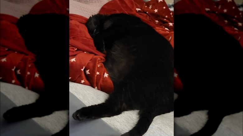 black cat sleeping on blanket.
