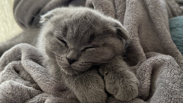 grey cat sleeping on gray blanket.