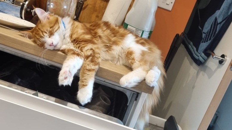 cat sleeping on kitchen counter.