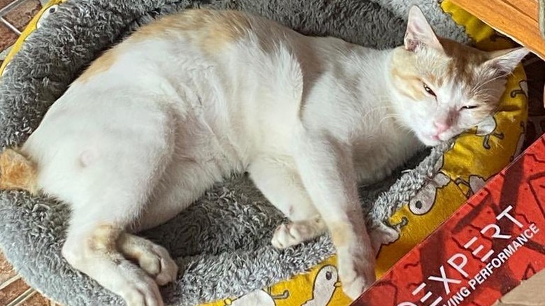 cat sleeping in cat bed.