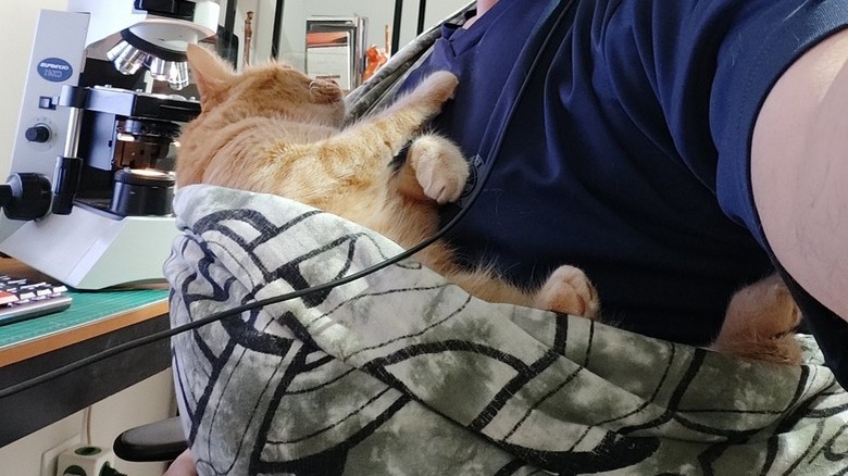 cat sleeping in baby bjorn.