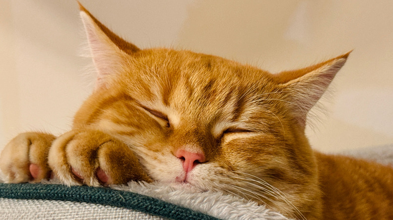 Orange cat sleeping