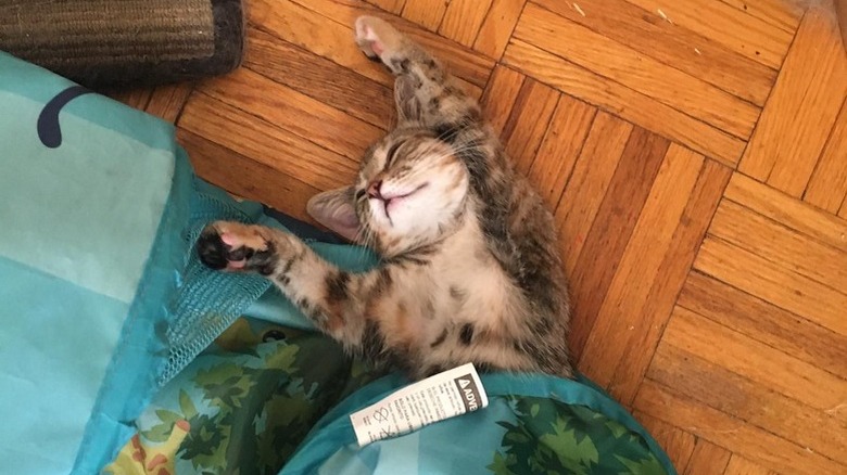 cat sleeping in play tunnel.