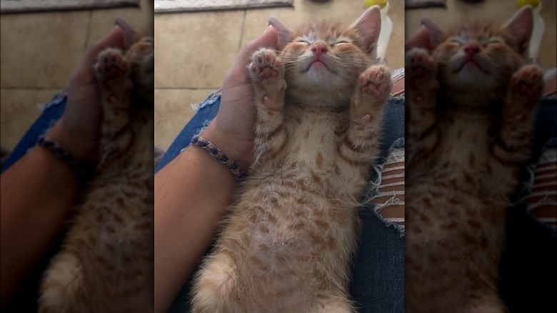 orange cat sleeping with belly showing.