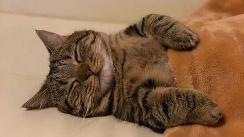 cat sleeping under blanket.