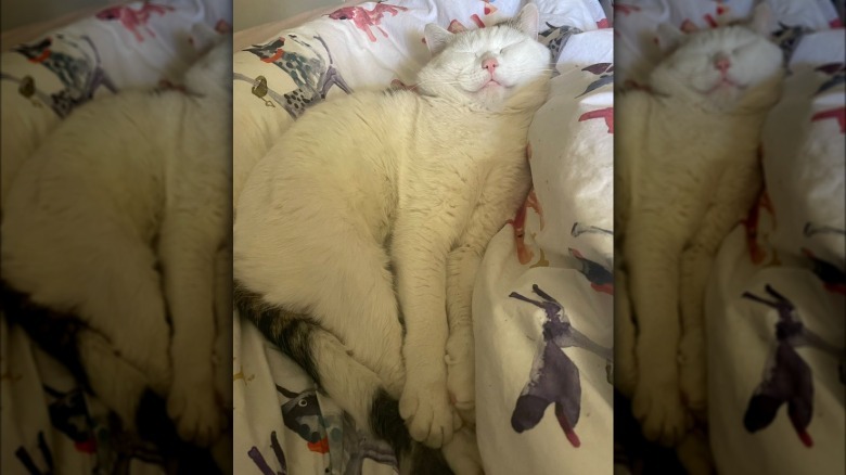 white cat sleeping and stretching at the same time.