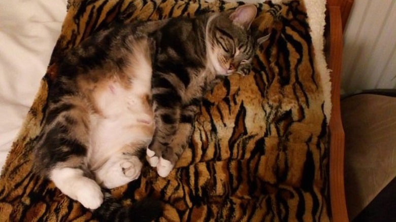 cat sleeping on tiger striped blanket.
