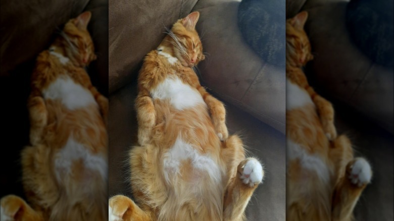 orange cat sleeping on back.