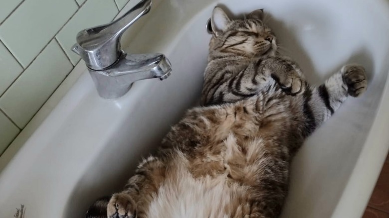 cat sleeping in sink.