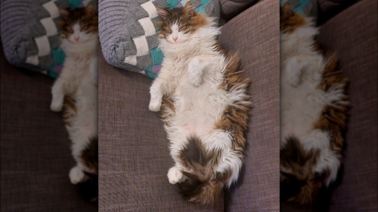fluffy cat sleeping on couch.