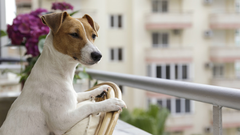 A Jack Russell terrier in a high rice balcony