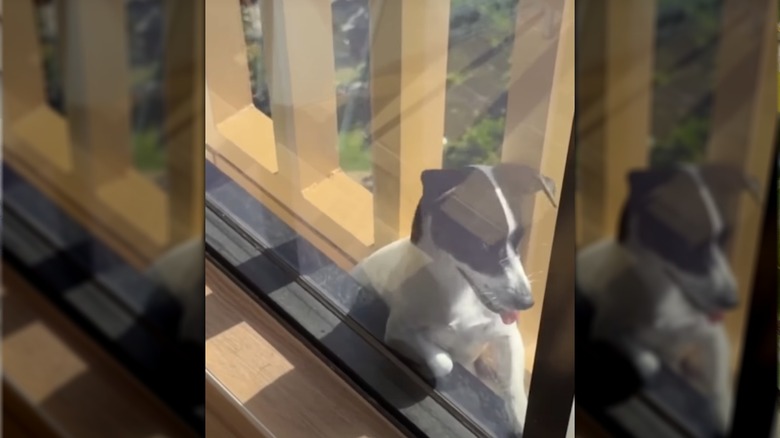 Ellbie stuck between bars and window before rescue