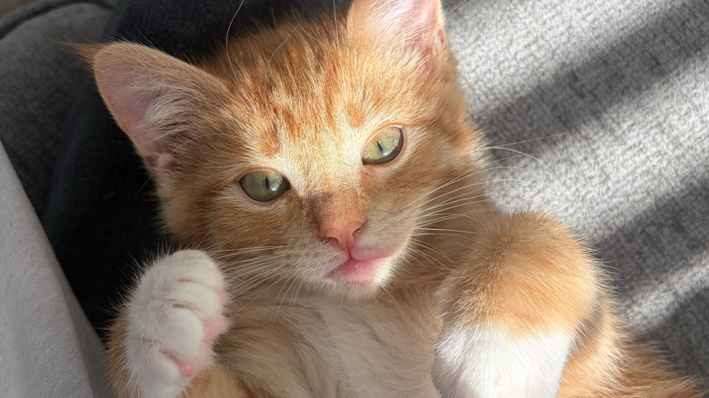 Close-up of a ginger kitten
