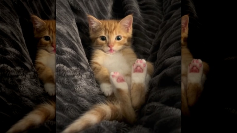 Ginger kitten lying on his back with his rear paws in the air