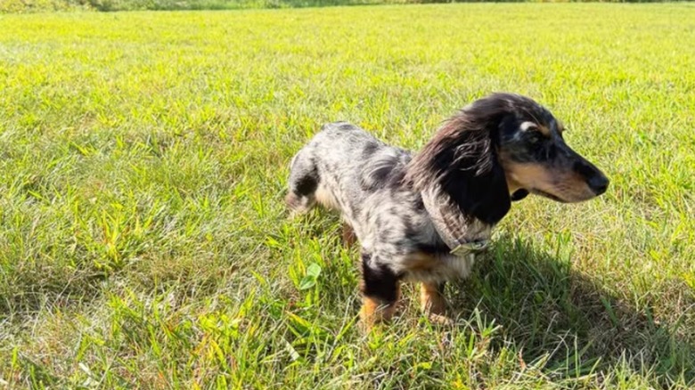 Long-haired dachshund in a field