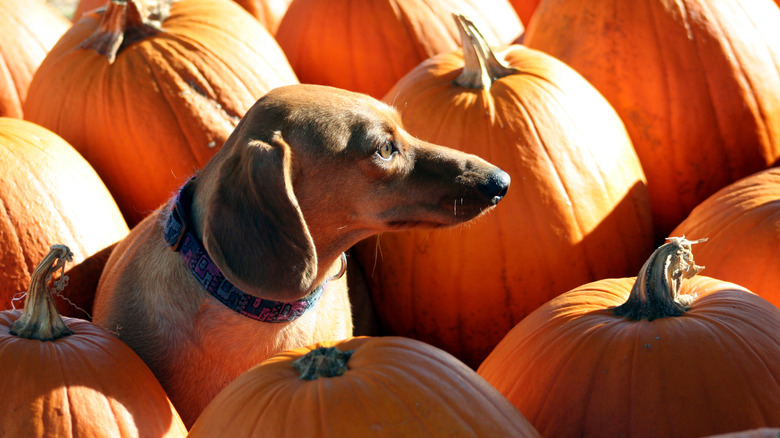 Dachshund surrounded by pumpkins