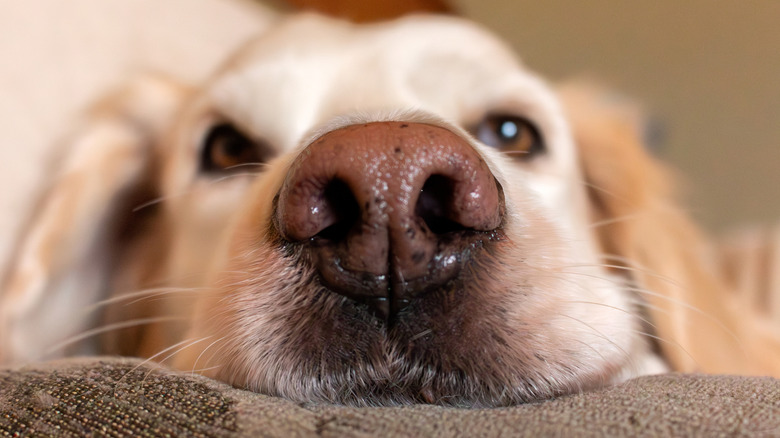 Close up of a golden retriever dog nose.