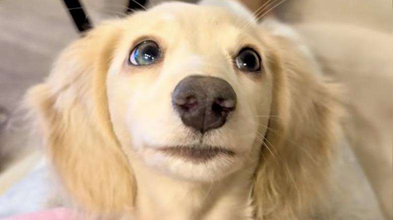 Mini dachshund Maple looks adorable as her owner gives her boops on the nose.