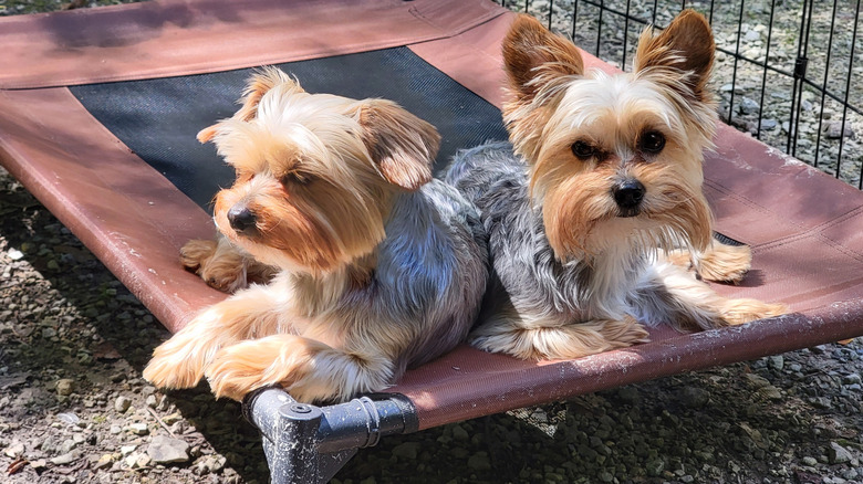 Two dogs sit on an elevated pet bed outside.