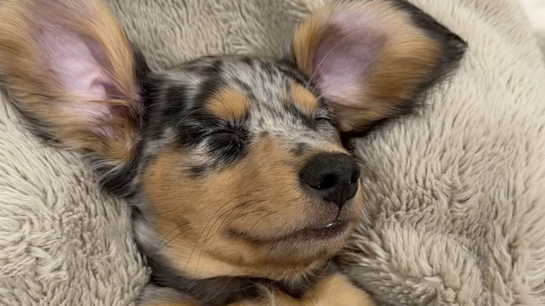 A dachshund dog on TikTok named Tater Tot take a nap.