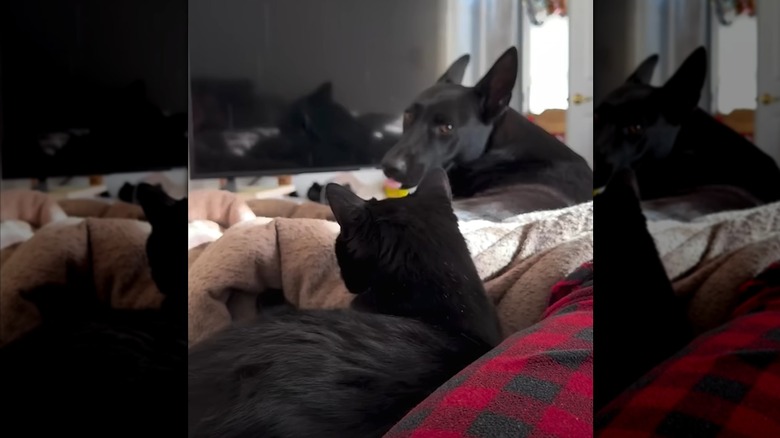 Black cat and large black dog sitting near each other