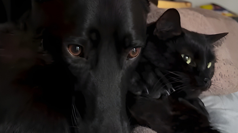 Large black dog leaning on black cat