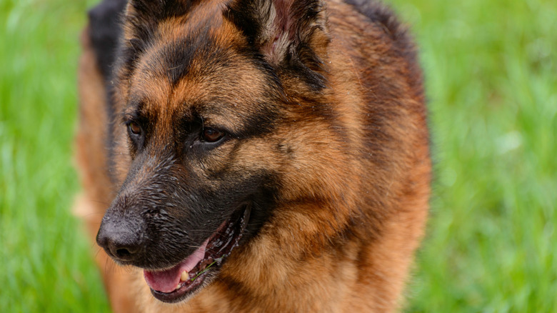 German shepherds are a smart breed who can problem-solve