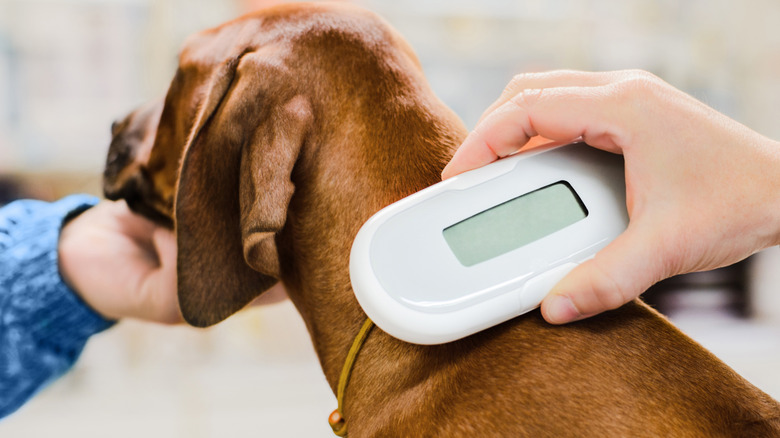 Veterinarian checks a microchip embedded in a Rhodesian ridgeback puppy