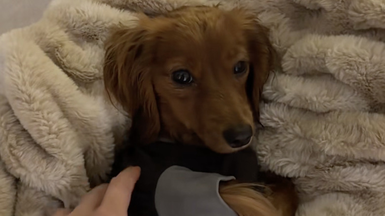 TikTok dog Lady the dachshund recovers from spay surgery by lying down.