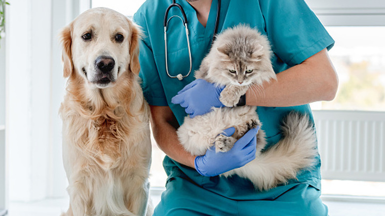 Dog and cat at a veterinary office
