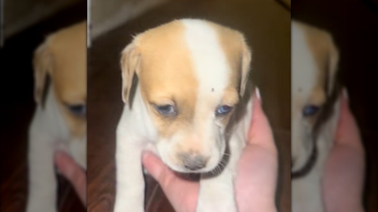 Someone holding a tiny puppy in one hand.