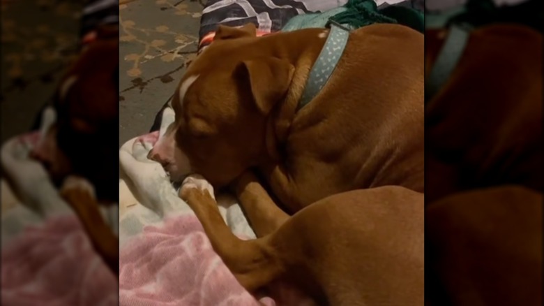 A large, tan dog huddled on a blanket.