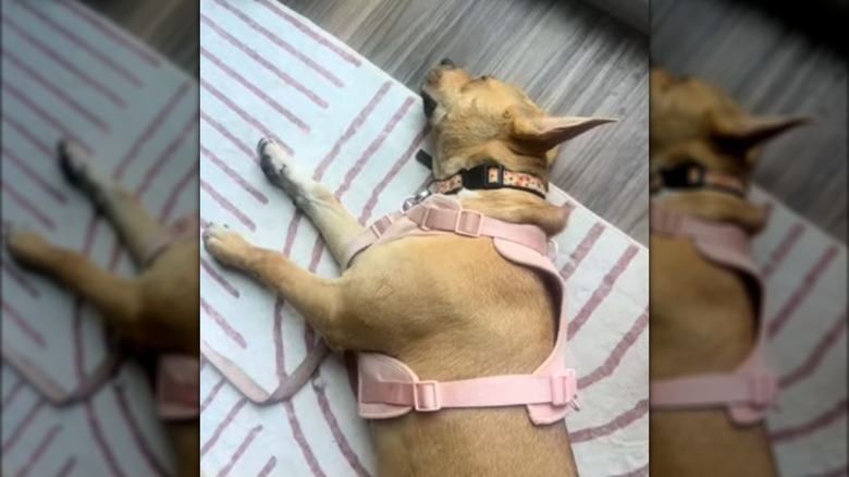 A tan dog in a pink harness lying down.