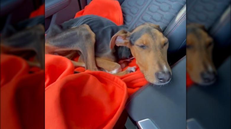 A malnourished dog snuggling on a red blanket inside a car.