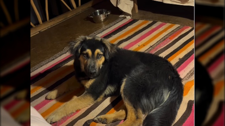 A large dog lying on a colorful striped rug.
