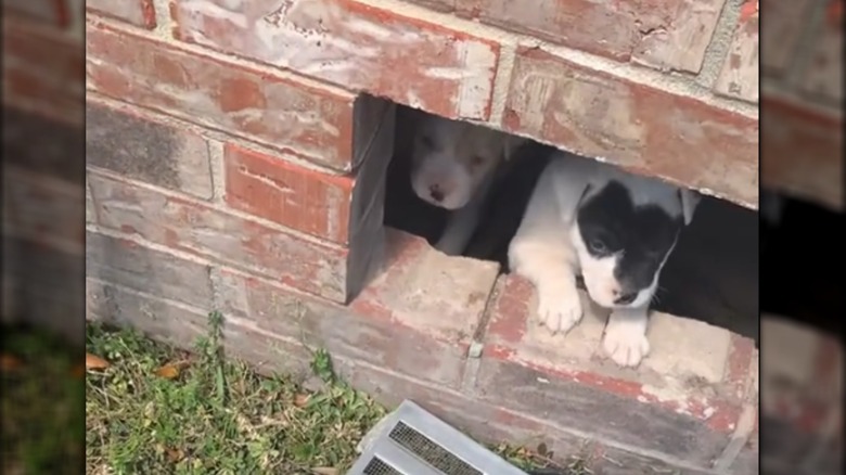 Two puppies looking out of an open crawlspace.