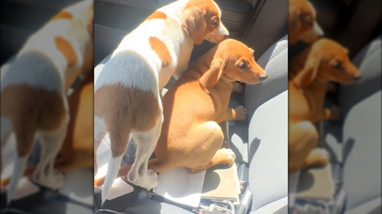 Two dogs sitting inside a car.