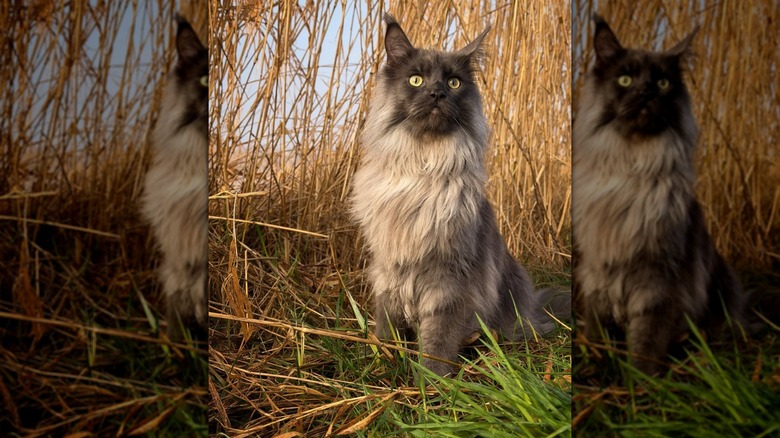 Fluffy grey Maine coon cat looking majestic outside