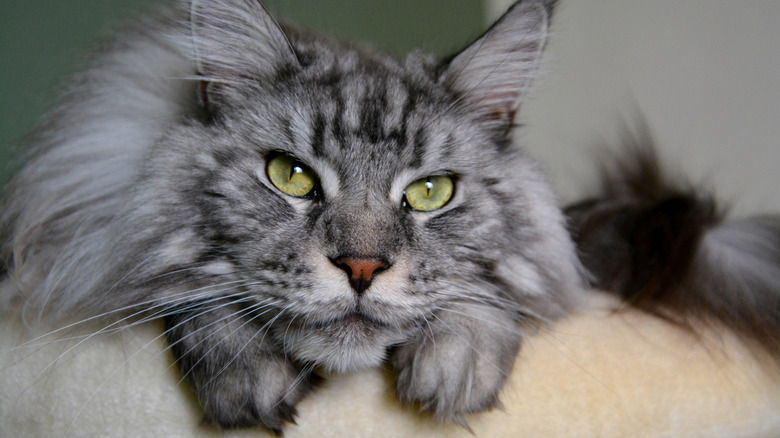 Close-up of Maine coon cat with yellow eyes