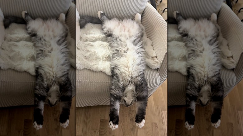 Maine coon cat stretched out on its back on a chair