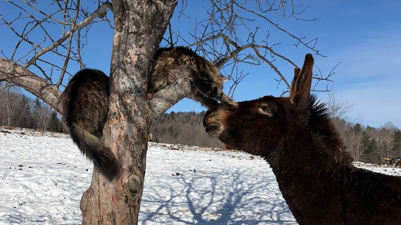 Maine Coon in a tree pets donkey outside in the snow.