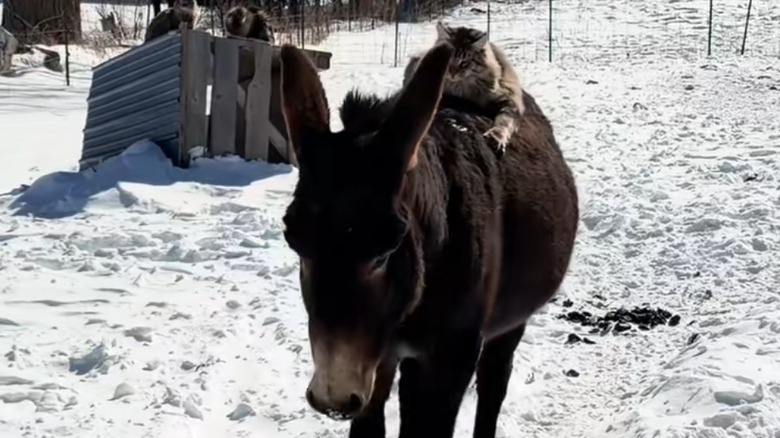 Maine Coon cat sits on the back of a walking donkey outside in the snow.
