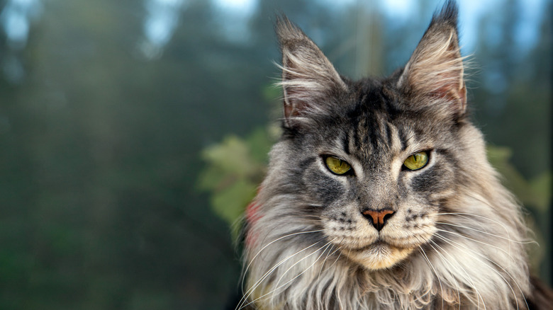 A majestic Maine coon cat looks at the camera.