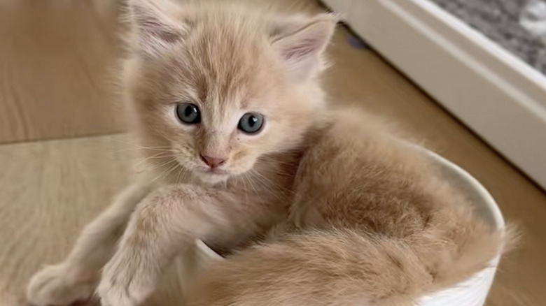 Orange Maine coon kitten from TikTok fell in a water bowl.
