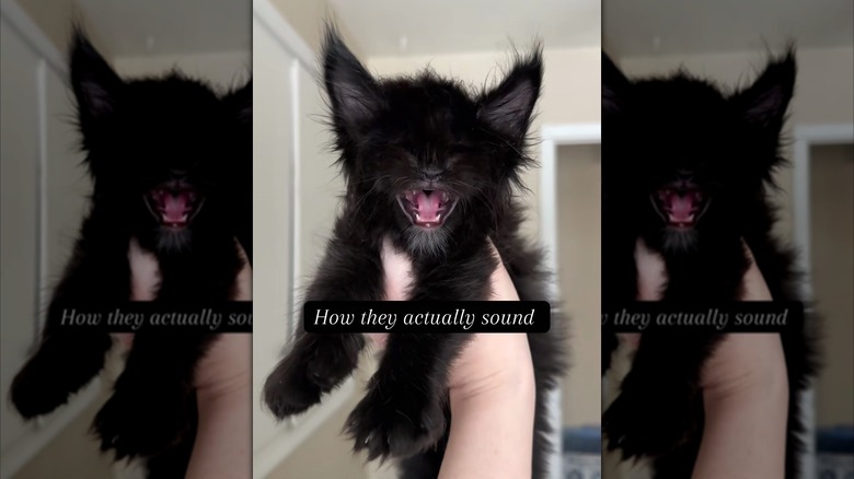 Fluffy black Maine coon cat meowing