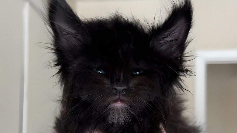 Close-up of fluffy black Maine coon cat