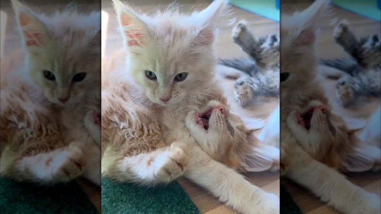 Two Maine coon kittens playing on TikTok.