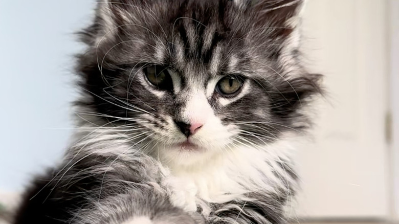 A Maine coon kitten from TikTok.