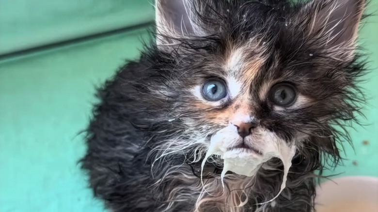 Tiny Maine coon kitten covered in gloopy food